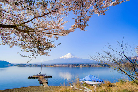 富士山上有白雪覆盖的蓝天和美丽的樱花或粉红色的樱花花树在春季在日本山明子湖。 地标和受欢迎的旅游景点