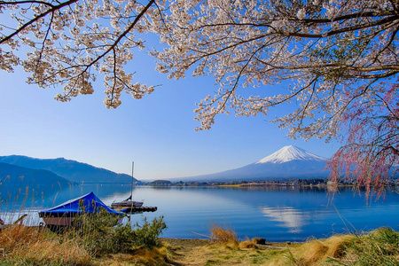 富士山上有白雪覆盖的蓝天和美丽的樱花或粉红色的樱花花树在春季在日本山明子湖。 地标和受欢迎的旅游景点