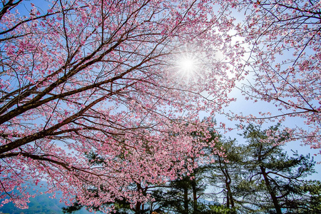 美丽的樱花或粉红色的樱花花树在春天的季节在日本山明子湖。 地标和受欢迎的旅游景点