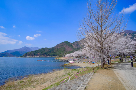 美丽的樱花或粉红色的樱花花树在春天的季节在日本山明子湖。 地标和受欢迎的旅游景点