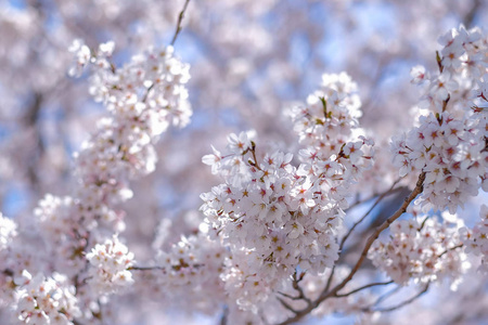 美丽的樱花或粉红色的樱花花树在春天的季节在日本山明子湖。 地标和受欢迎的旅游景点