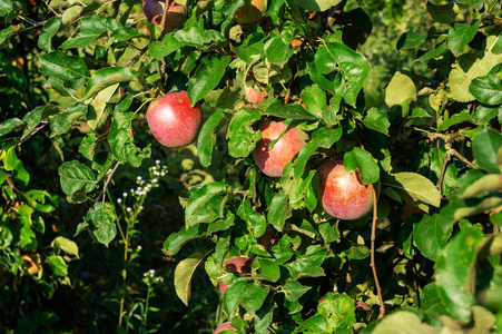 秋天的老式苹果。 拼写大的苹果生长在树枝上。 秋天的老式苹果。
