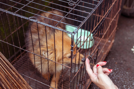 笼子里可爱的小狗印度尼西亚巴厘岛热带岛屿