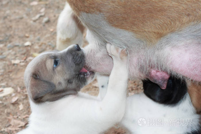 纯种纯种泰国狗狗狗狗妈妈喂奶