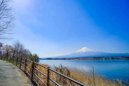 富士山，雪顶，蓝天和美丽的樱花或粉红色樱花花树在春季季节在日本山桥的Kawaguchiko湖。地标和受欢迎的旅游景点