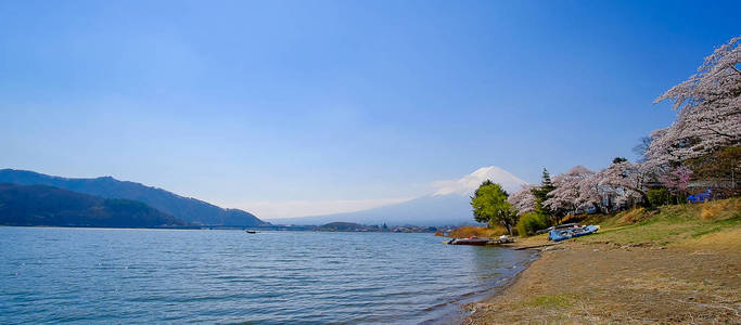 富士山，雪顶，蓝天和美丽的樱花或粉红色樱花花树在春季季节在日本山桥的Kawaguchiko湖。地标和受欢迎的旅游景点