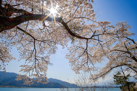 美丽的樱花或粉红色的樱花花树在春天的季节在日本山明子湖。 地标和受欢迎的旅游景点