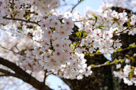 美丽的樱花或粉红色的樱花花树在春天的季节在日本山明子湖。 地标和受欢迎的旅游景点