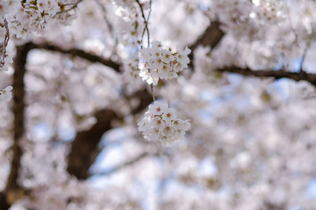 美丽的樱花或粉红色的樱花花树在春天的季节在日本山明子湖。 地标和受欢迎的旅游景点