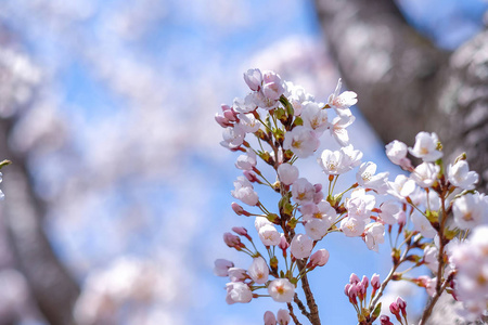 美丽的樱花或粉红色的樱花花树在春天的季节在日本山明子湖。 地标和受欢迎的旅游景点