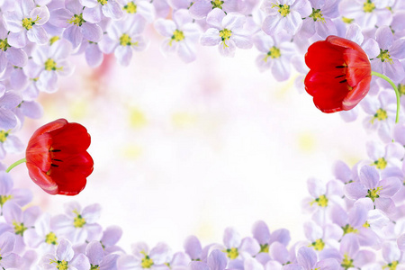 开花的树枝樱桃。 鲜艳的五颜六色的春花。 美丽的自然景象。 郁金香