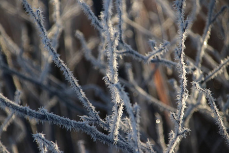 荷兰尼欧沃尔克安登伊塞尔公园日出处冰针的冻白芦苇叶