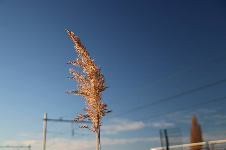 荷兰莫德雷希特日落时，芦苇草羽以几种方式在阳光下着色