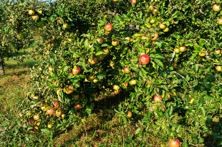 秋天的老式苹果。 拼写大的苹果生长在树枝上。 秋天的老式苹果。