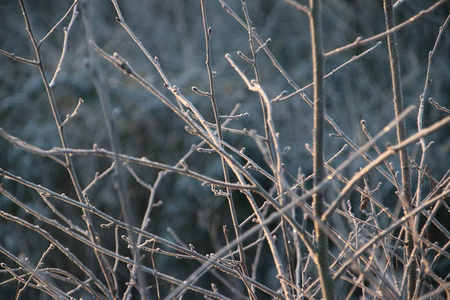 荷兰尼欧沃尔克安登伊塞尔公园海特兰夜间霜冻后的冰冻绿叶