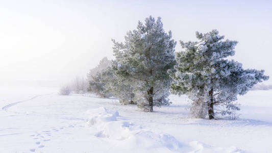 雪中的冬季景观树