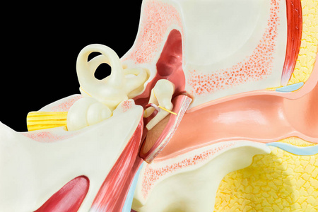 黑色背景下分离的人耳模型内部