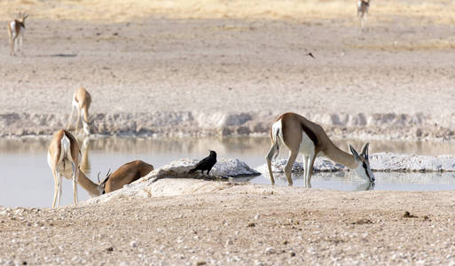到达纳米比亚沙漠水洞的动物