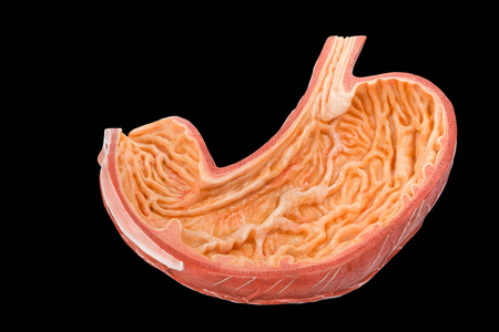 黑色背景下分离的人体胃内模型