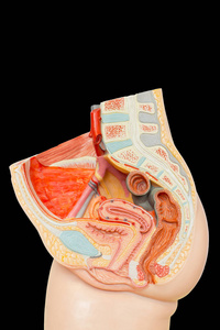 黑色背景下分离的下腹部内雌性器官模型