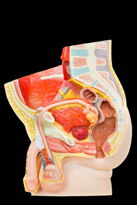 黑色背景下分离的下腹部男性内脏器官模型