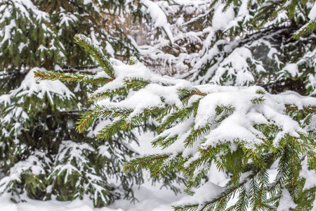 树上的雪。 圣诞树。 森林里的圣诞树。 冬天常绿。 冬季景观。 白雪覆盖了圣诞树的树枝。 寒冷的天气。