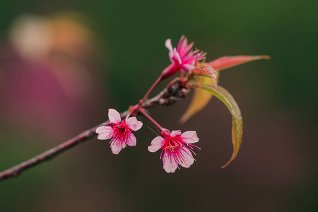 在自然界中是美丽的粉红色。 泰国北部1月2日开花