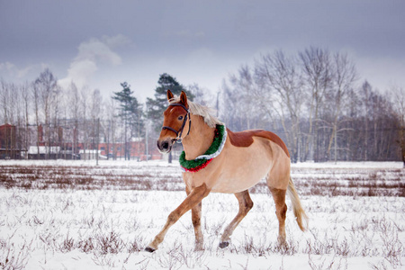 可爱的帕洛米诺小马在雪地里小跑