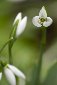 雪滴花