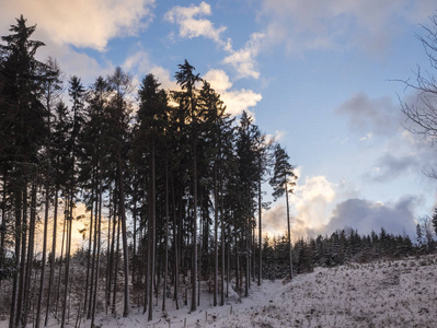 高大的云杉树在雪中覆盖着森林景观与雪树, 树枝, 田园诗般的冬季景观在黄昏, 橙色的日落云, 蓝天