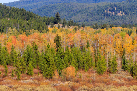 怀俄明州大提顿国家公园的秋天风景