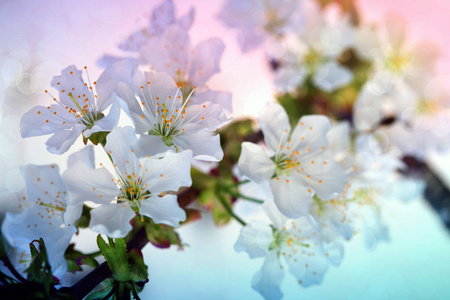 花树在五颜六色的自然背景。春天背景