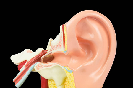 黑色背景下分离的人耳模型内部
