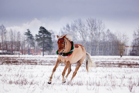 可爱的帕洛米诺小马在雪地里小跑