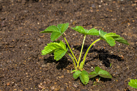 年轻的草莓植物生长在地上。概念园艺和农业。模拟