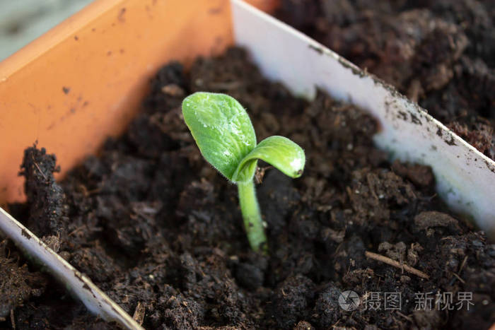 小青西葫芦发芽幼苗生长在一个盆栽在春天接近.