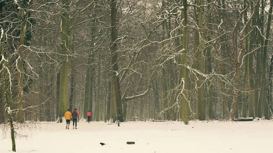 冬天在比利时安特卫普的一个公园里。