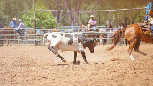 一头正在奔跑的小牛在澳大利亚一个国家的竞技比赛中被拴住