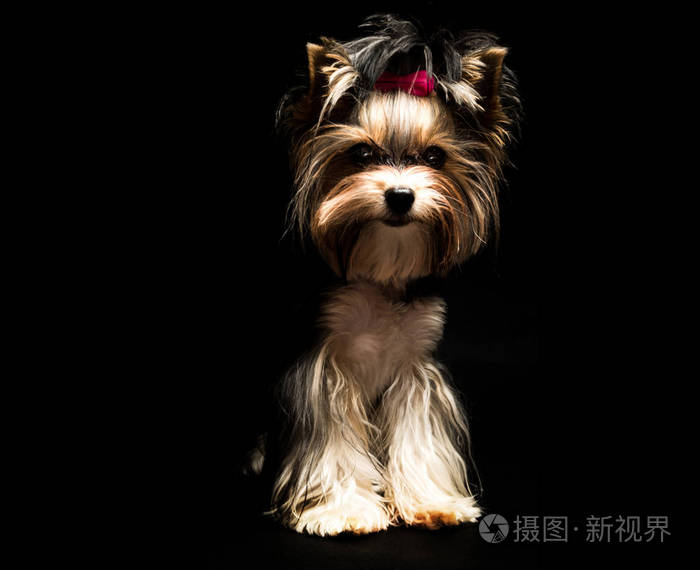 可爱的biewer约克郡猎犬,黑色背景上有粉红色的蝴蝶结