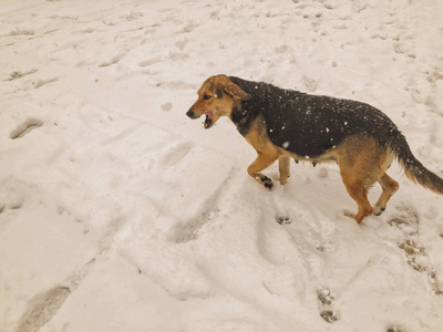 院子里的狗在雪地里跑出去。 近的快照。