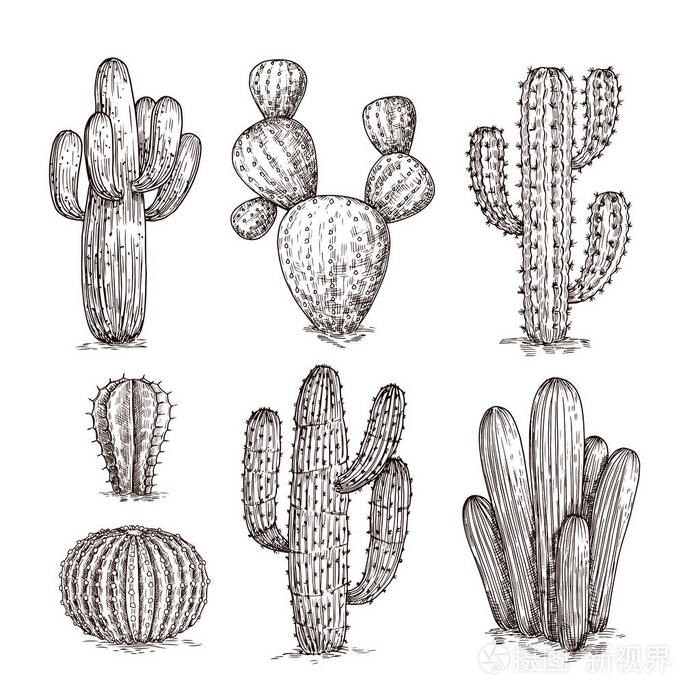 手绘仙人掌西部沙漠仙人掌墨西哥植物素描风格仙人掌涂鸦向量集