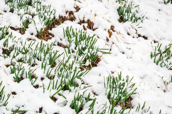绿草生长在覆盖着雪的地上. 从积雪中长出的青草叶片