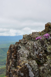 紫色的野花生长在石人山山顶上的谢南多阿国家公园的岩石上