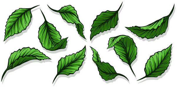 图形详细卡通不同的深绿色叶子。 在白色背景上。 矢量图标集。