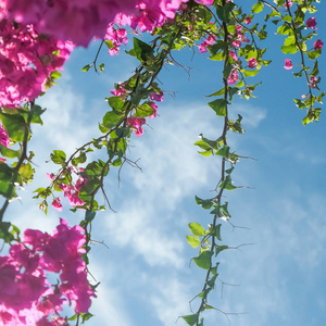 粉红色的花和蓝色的阳光天空，花卉背景，春季假期和妇女日的概念。 生命绽放