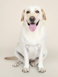 拉布拉多猎犬的肖像图片