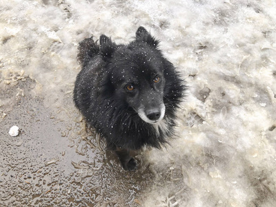 院子里毛茸茸的黑狗在雪地里跑出去。 近的快照。