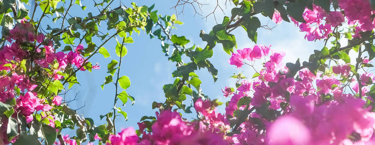 粉红色的花和蓝色的阳光天空，花卉背景，春季假期和妇女日的概念。 生命绽放