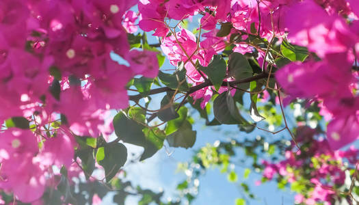 粉红色的花和蓝色的阳光天空，花卉背景，春季假期和妇女日的概念。 生命绽放