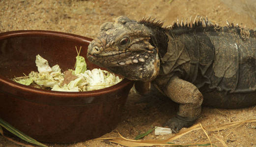 鬣蜥在吃蔬菜